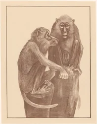 Deux singes sur des souches d