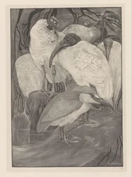 Cinq ibis et un bihoreau (Études d