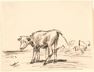 Un veau