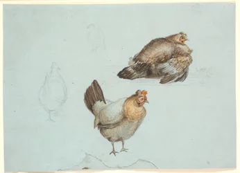 Poules. Étude