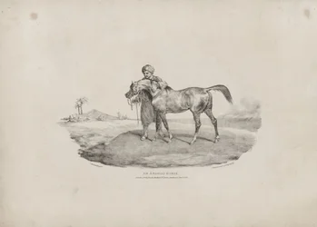 Un cheval arabe