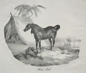 Cheval arabe