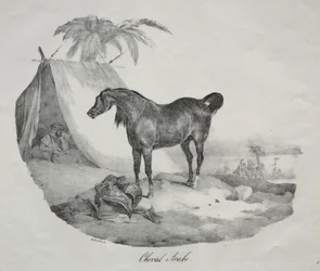 Cheval arabe