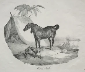 Cheval arabe