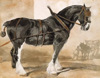 Cheval noir harnaché