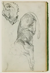 Lion assis, tête de lionne
