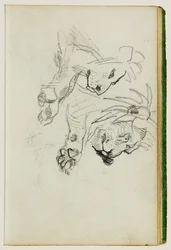 Deux études sur les lions