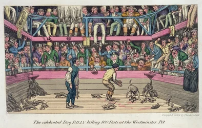 Le célèbre chien Billy tuant 100 rats à la fosse de Westminster, tiré de "Anecdotes, Original and Selected, Of The Turf, The Chase, The Ring, And The Stage" par Pierce Egan, publié en 1825 (gravure sur bois).