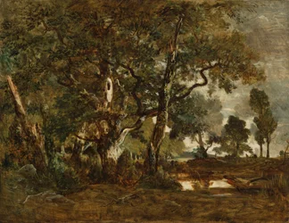 Forêt de Fontainebleau, groupe de grands arbres surplombant la plaine de Clair-Bois à la limite du Bas-Bréau