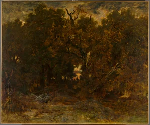 Sortie de la forêt, Fontainebleau : coucher de soleil