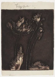Derniers coquelicots