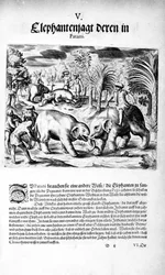 Éléphants se battant, 1606