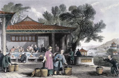 La Culture et la préparation du thé, Chine, 1843