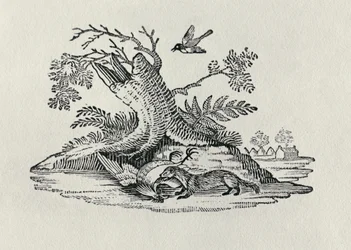 Une civette avec un coq, tiré de «History of Quadrupeds», 1790