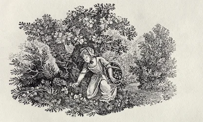 Une fille cueillant des fleurs de 