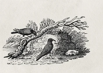 Corbeaux (Corvus corone corone) de 