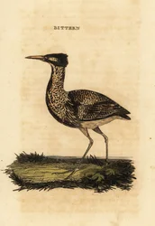 Butor étoilé ou grand butor, Botaurus stellaris