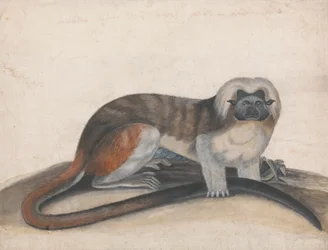 Étude pour "Le Singe Pinche ou Singe à Queue Rouge" (anciennement le Ouistiti à Tête de Coton)