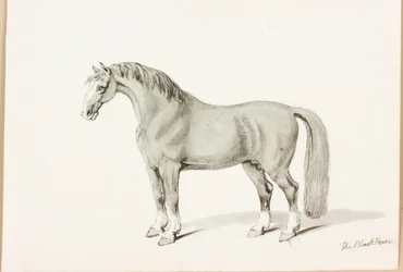 Le cheval noir