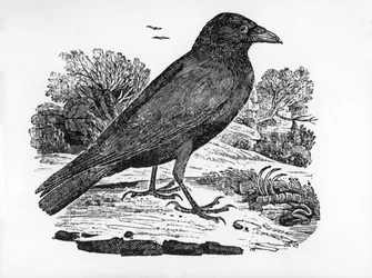 La corneille noire, illustration tirée de « The History of British Birds » de Thomas Bewick, publiée pour la première fois en 1797
