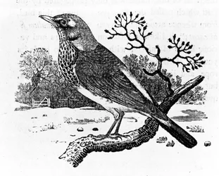 La grive litorne, illustration tirée de « A History of British Birds » de Thomas Bewick, publiée pour la première fois en 1797