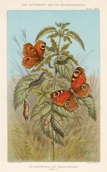 Métamorphoses du paon-du-jour, 1888