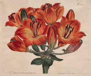 Le Magazine Botanique ou Jardin des Fleurs Exposé: ...Lys Orange, 1807