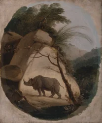 Le rhinocéros indien