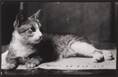 Le chat de Mme Thomas Eakins