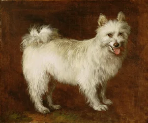 Chien Spitz