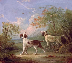 Épagneuls dans un paysage