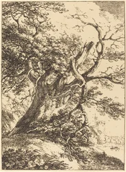 Vieil arbre