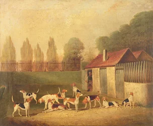 Chiens de chasse dans une cour de chenil