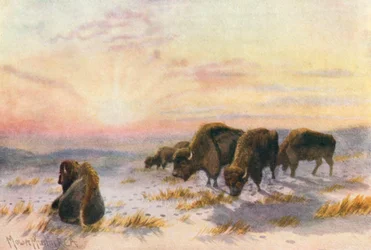 Buffalo Feediing in Winter (lithographie couleur)