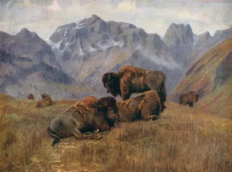 Buffles en été, sur la chaîne Bow, près de Banff (lithographie couleur)