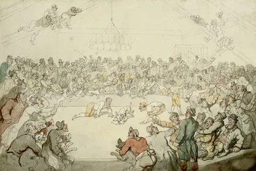 Le Westminster Pitt, 1798