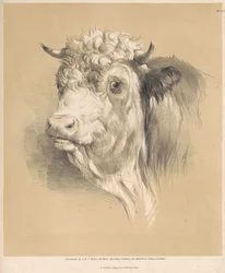 Une vache, no 27