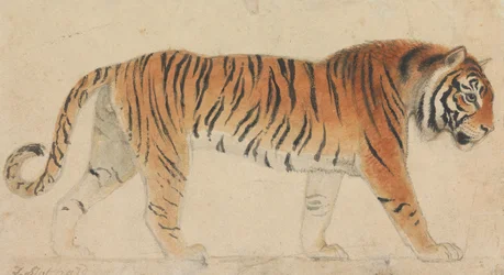 Un tigre, en pied, de profil, marchant vers la droite
