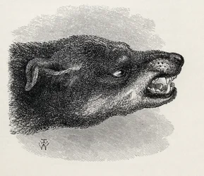 Tête de chien grondant, de 