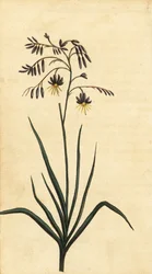 Fleur de roche de Nouvelle-Galles du Sud, Australie, 1800 (gravure)