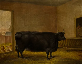 Un taureau primé : Une vache Kerry grasse