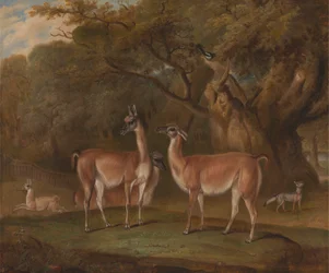 Lamas et un renard dans un paysage boisé