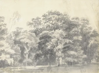 Arbres sur une berge