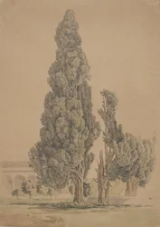 Cyprès