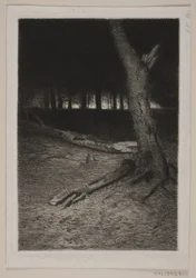Forêt en soirée