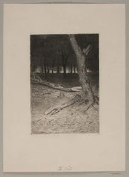 Forêt intérieure. Soir