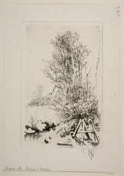 Arbres près d