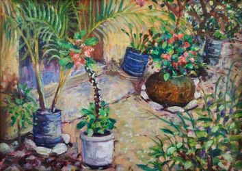Plantes en pot africaines