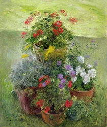Pots ombragés