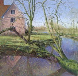 Saule en germe
